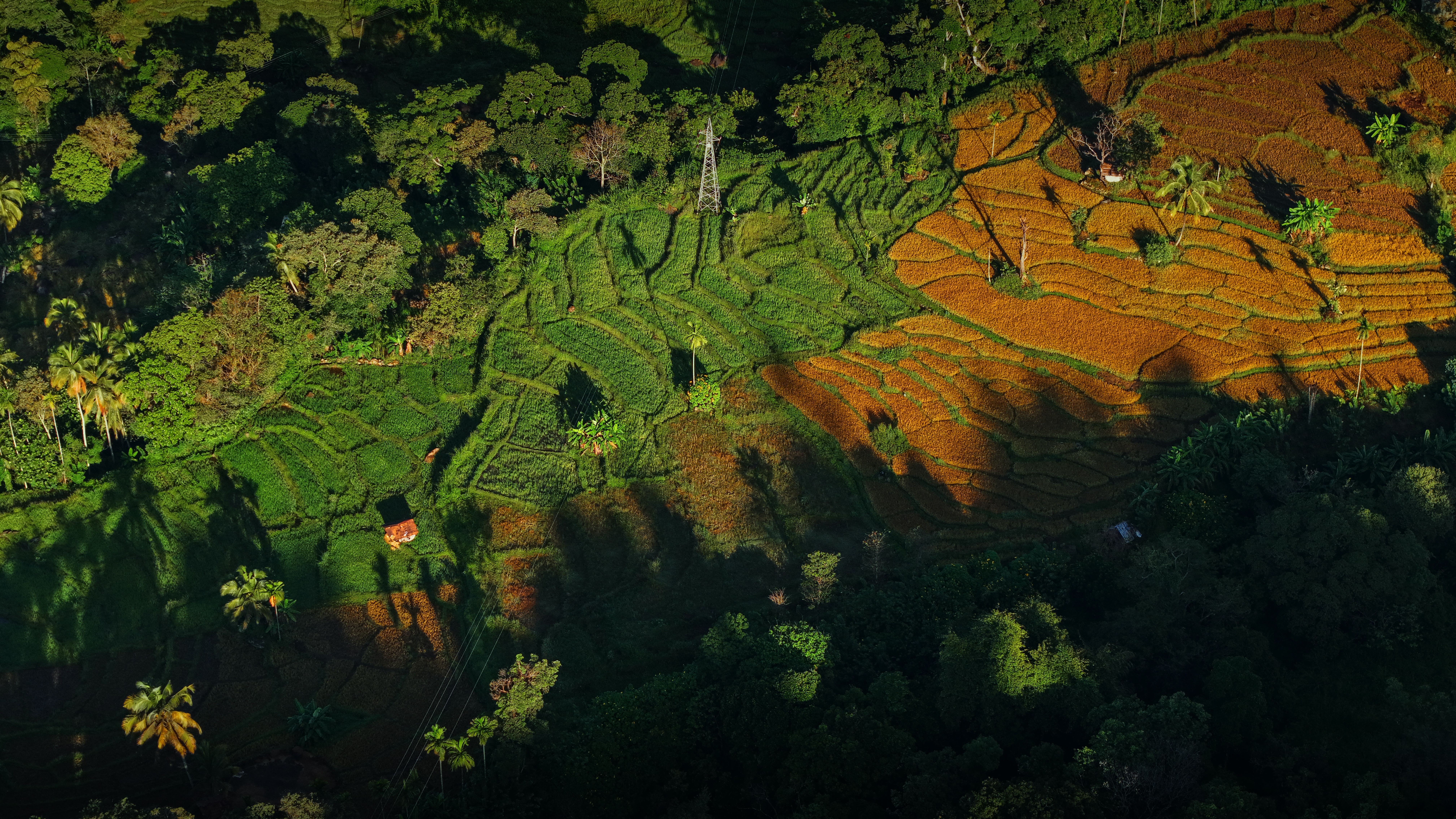 field
